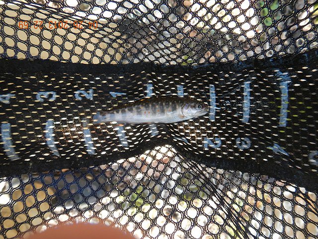 poe trip 04-26-2013 010.jpg -                                And so were the fish.  There was no shortage of these little guys.